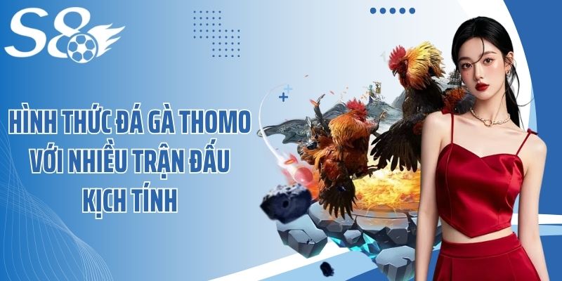 Hình thức đá gà Thomo với nhiều trận đấu kịch tính