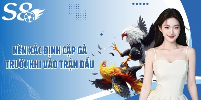 Nên xác định cặp gà trước khi vào trận đấu