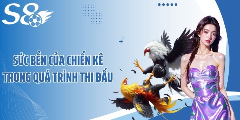 Sức bền của chiến kê trong quá trình thi đấu